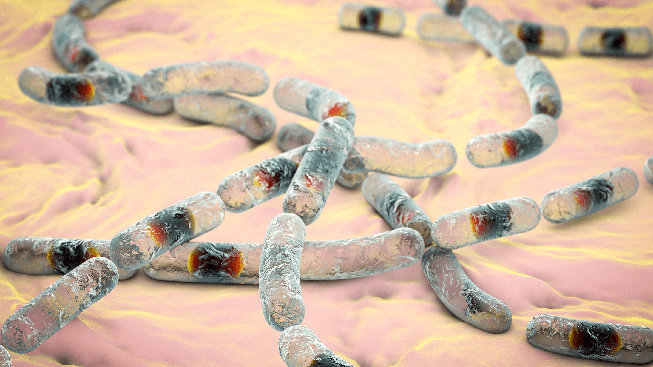 vi-khuan-bacillus-cereus-gay-ngo-doc-thuc-pham